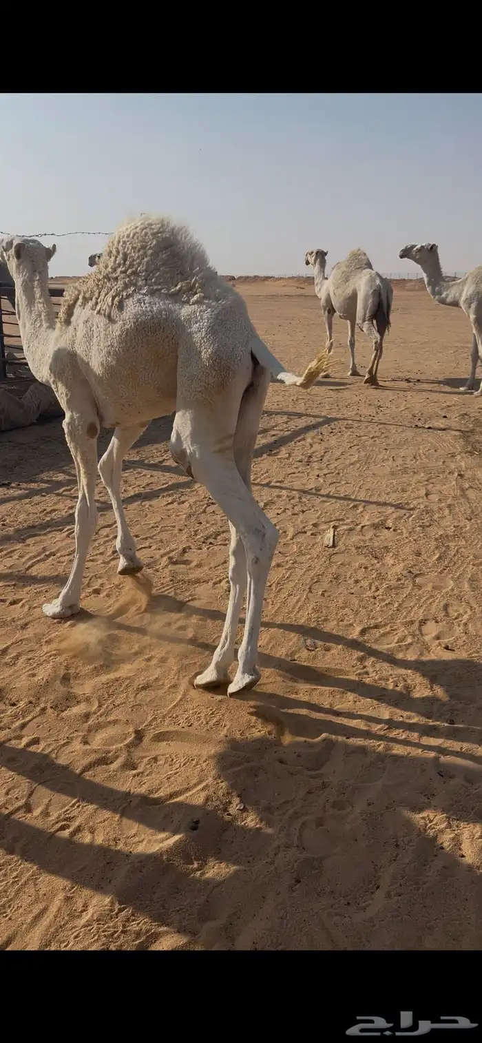 قعود 2 بريه طيبه 4