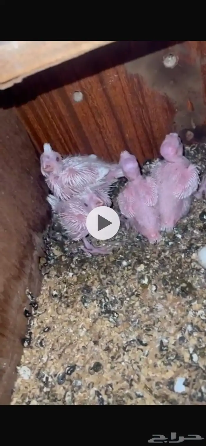 فروخ كروان البينو 0