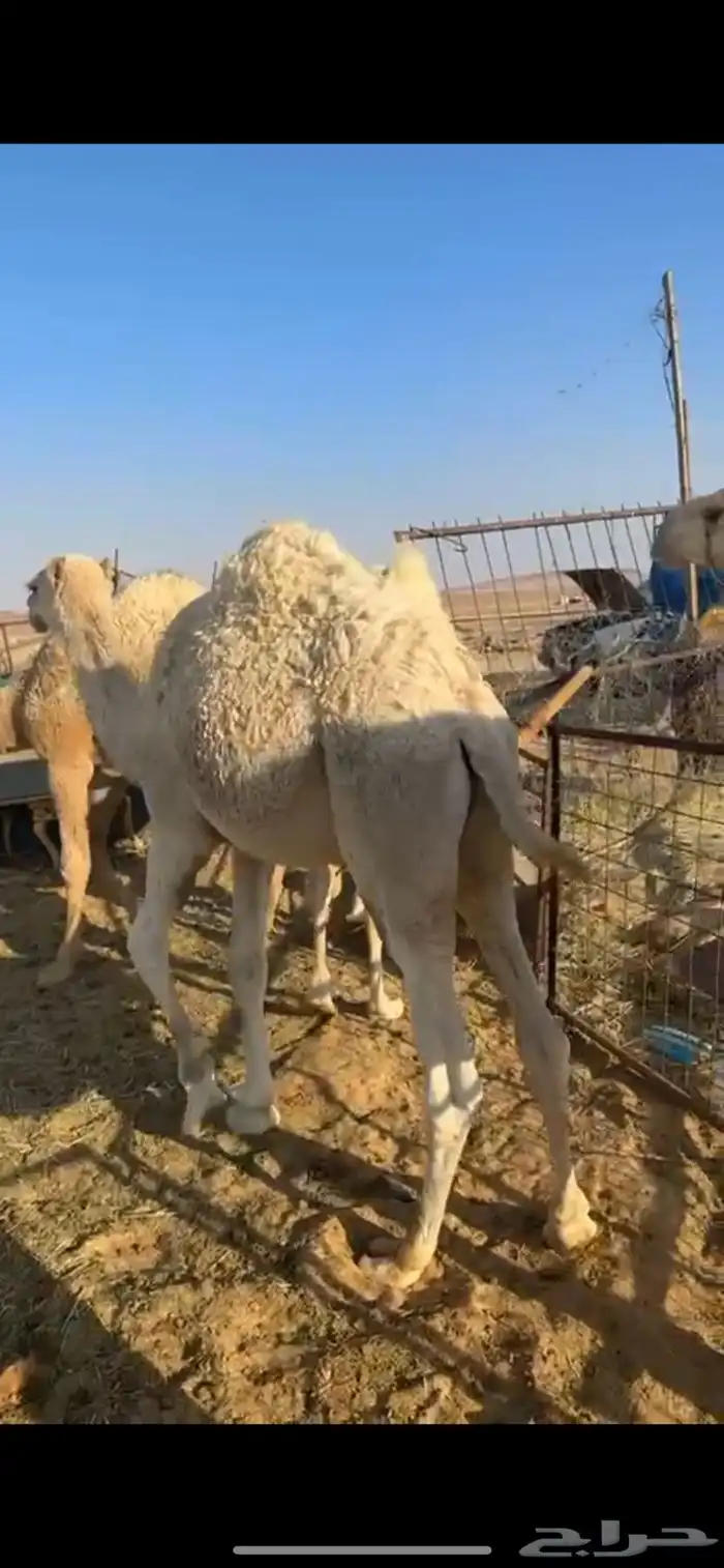 4 قعدان طيبات 1