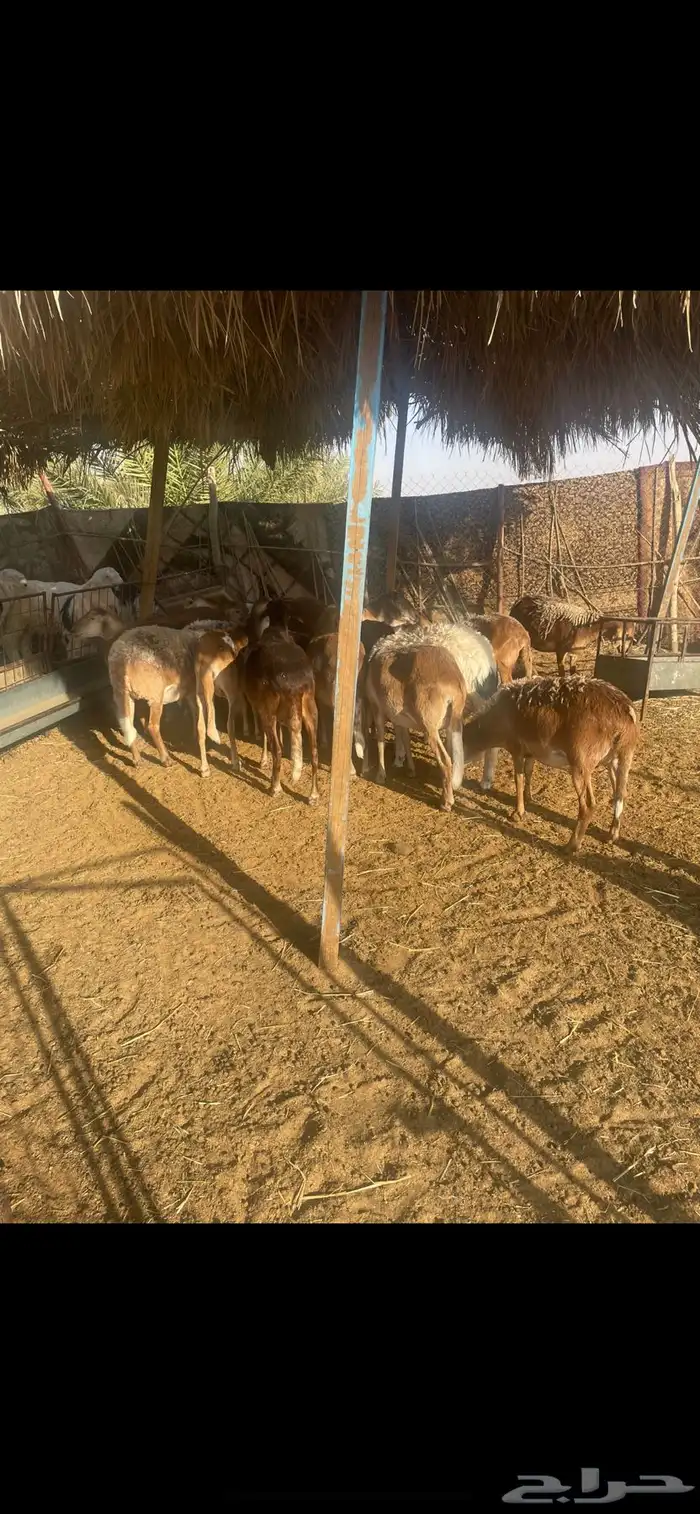 غنم مغربيات 0