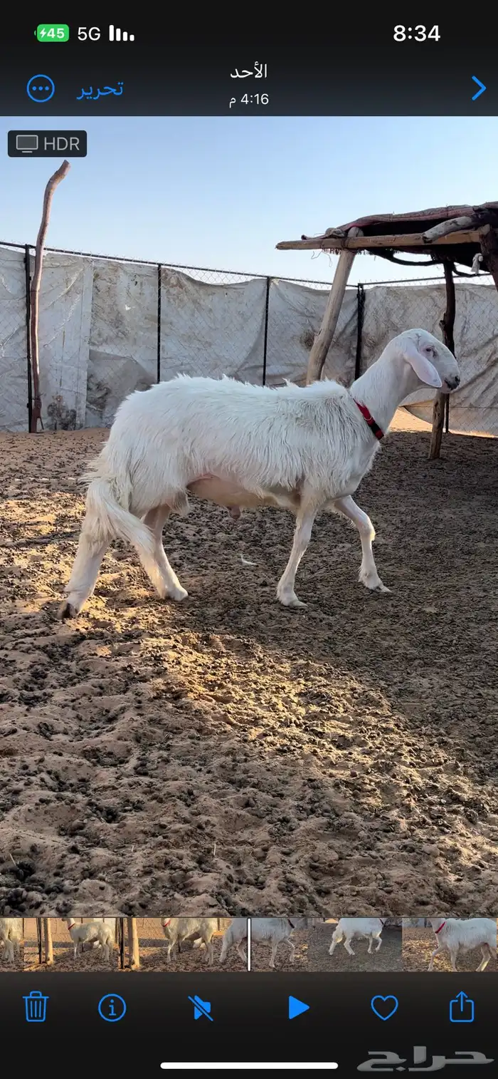 خروف أصفر فحل مشروط 4