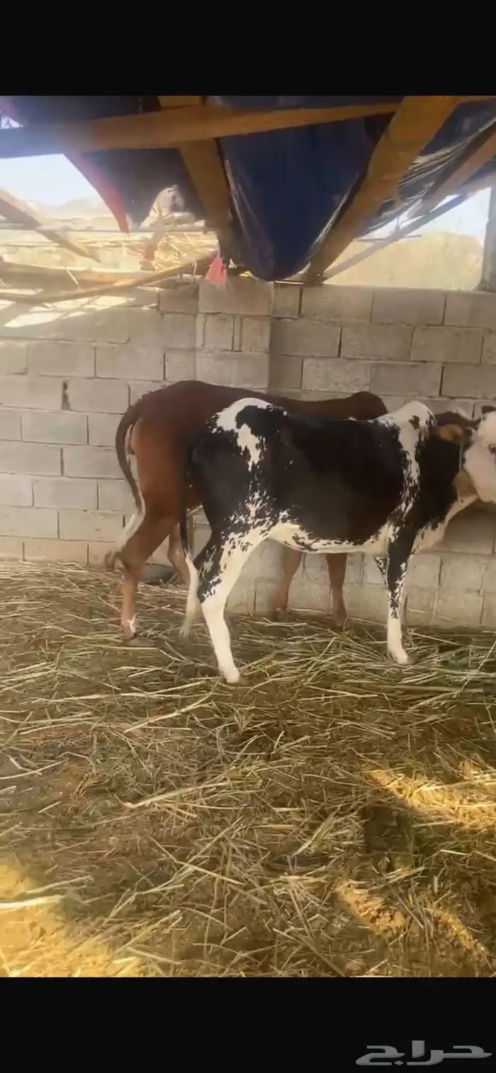 بقر للبيع 3