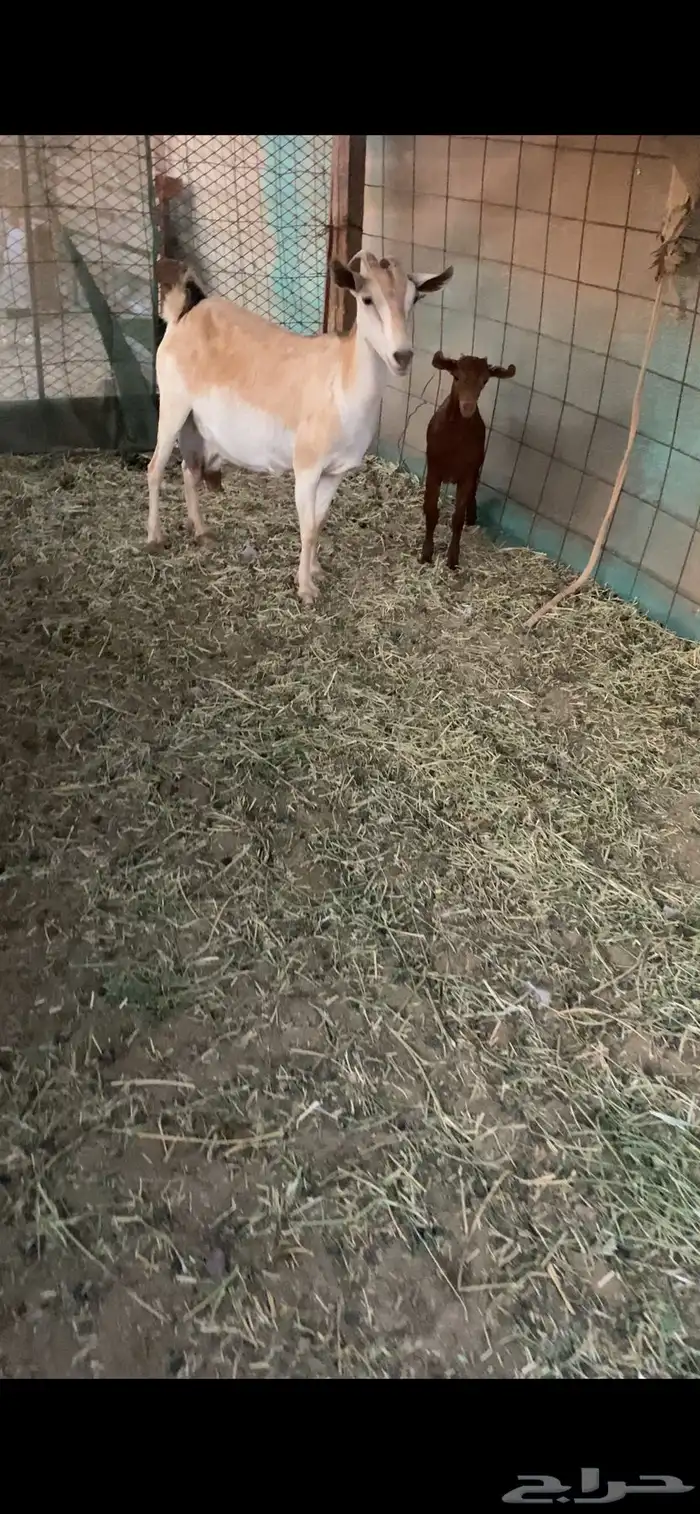 عنز جنوبيه تحتها تيس 3