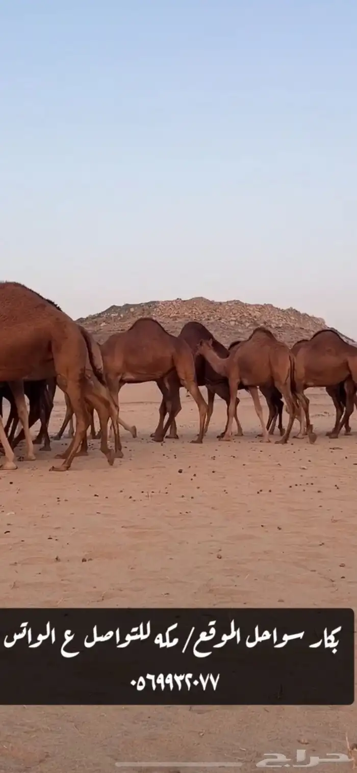 بكار سواحل 9