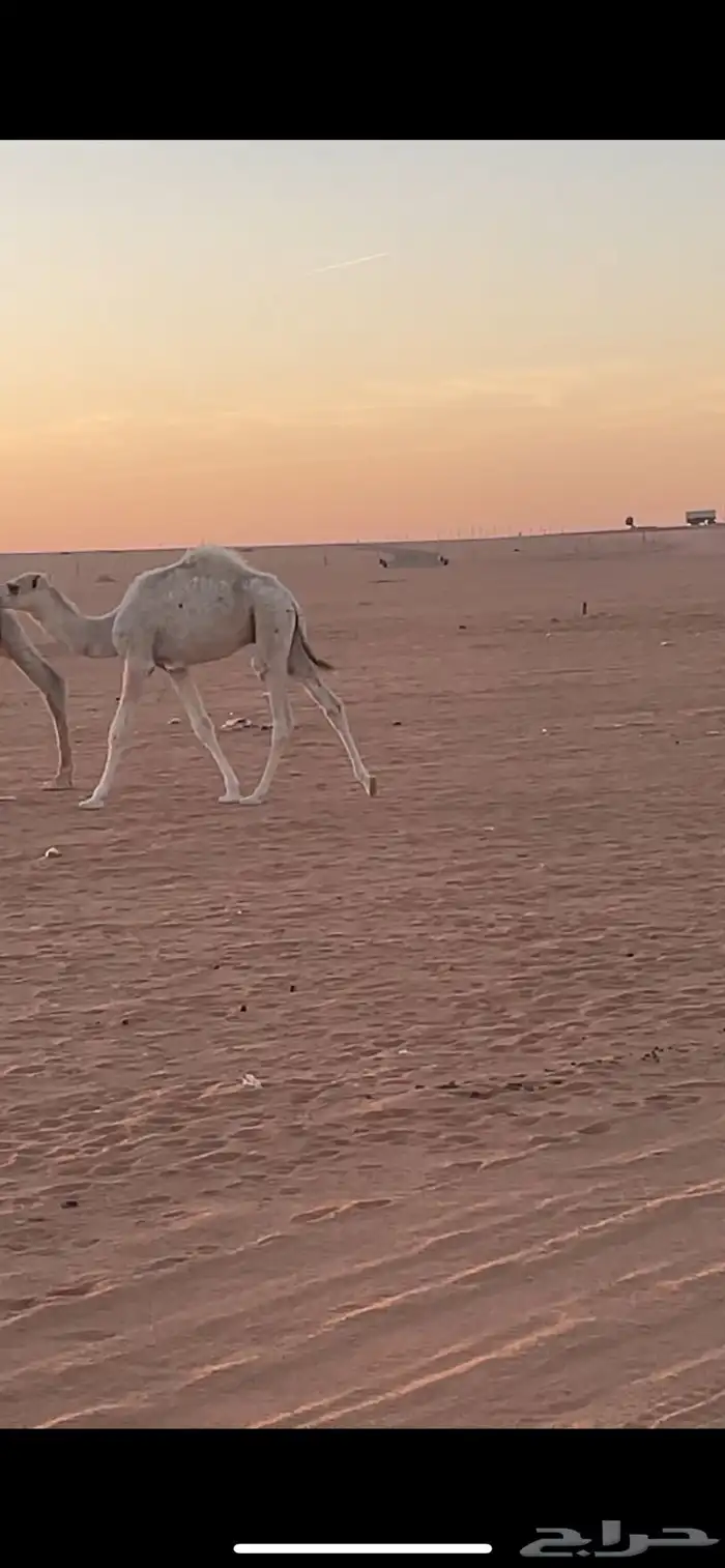 قعود لباني طيب 2