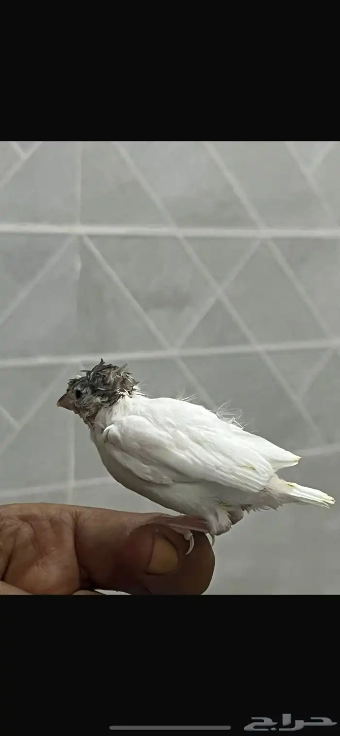 فروخ كناري سوري 5