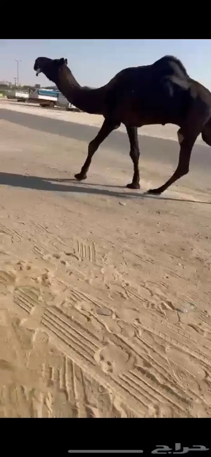 بعير سليم وشروظ 0