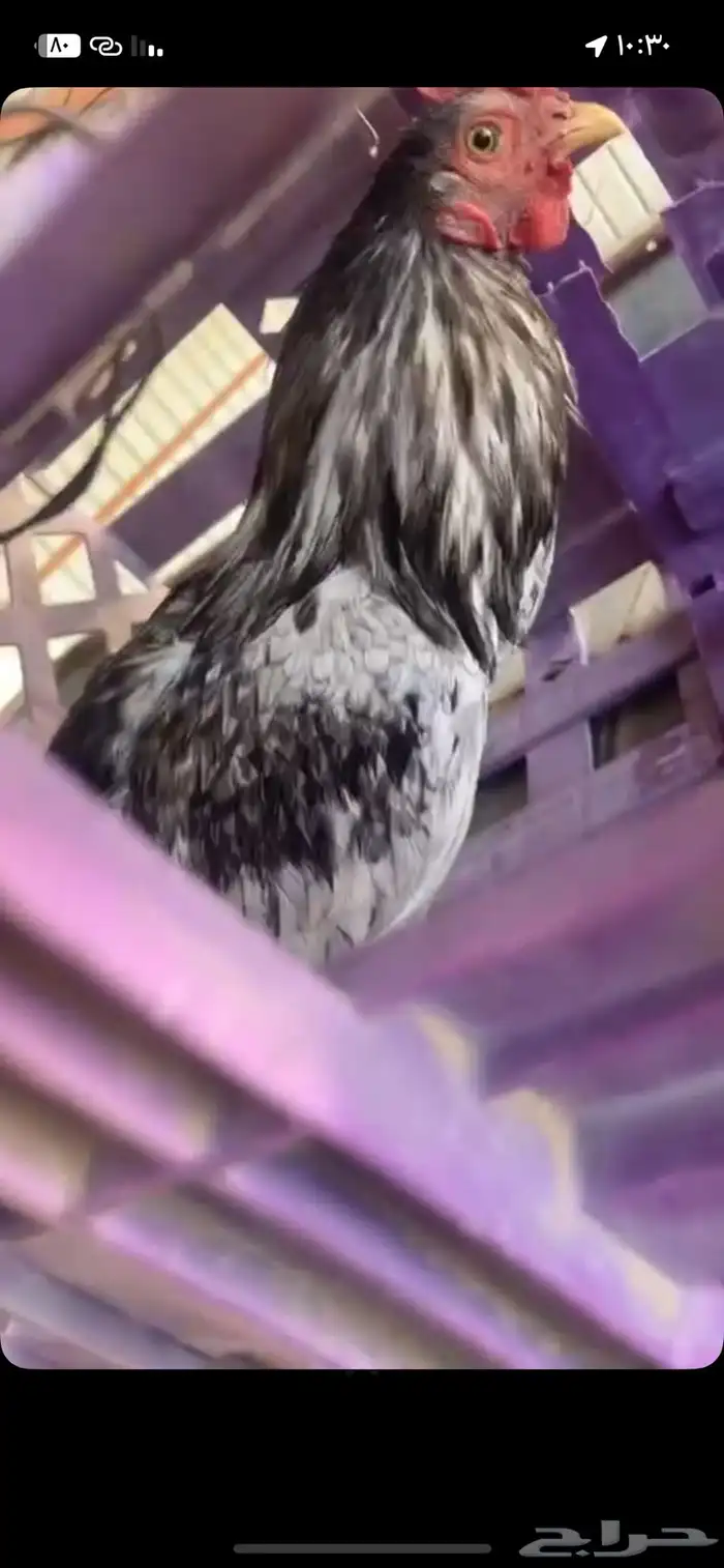 ديك بكستاني مشالله 5