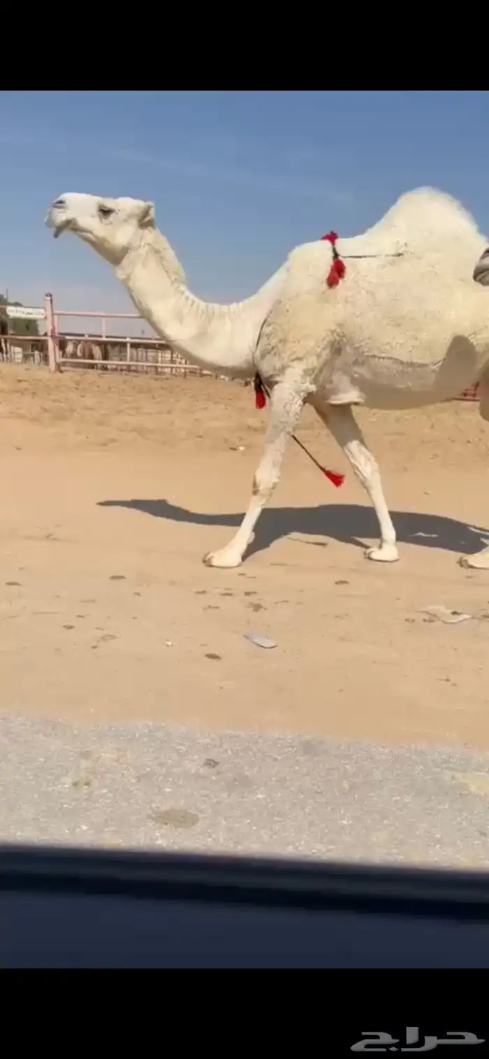 فحل كفو وعشاير ثنتين 2