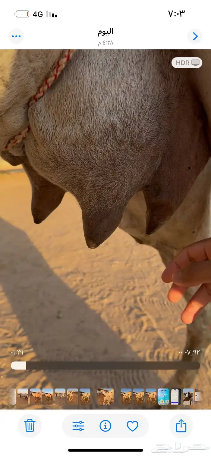 ناقه خلفه مصغر منيحه وتحتها بكره طيبه 1