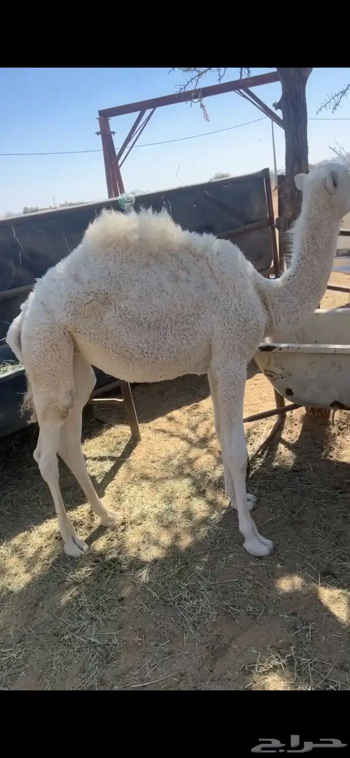 بكره تربيه نظيفه 0