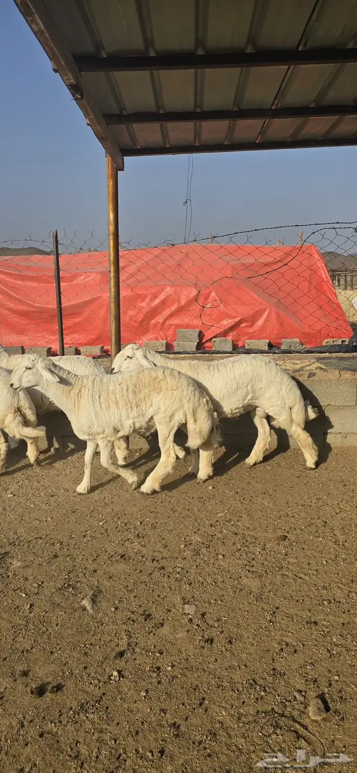 طليان حريات جبرة 4