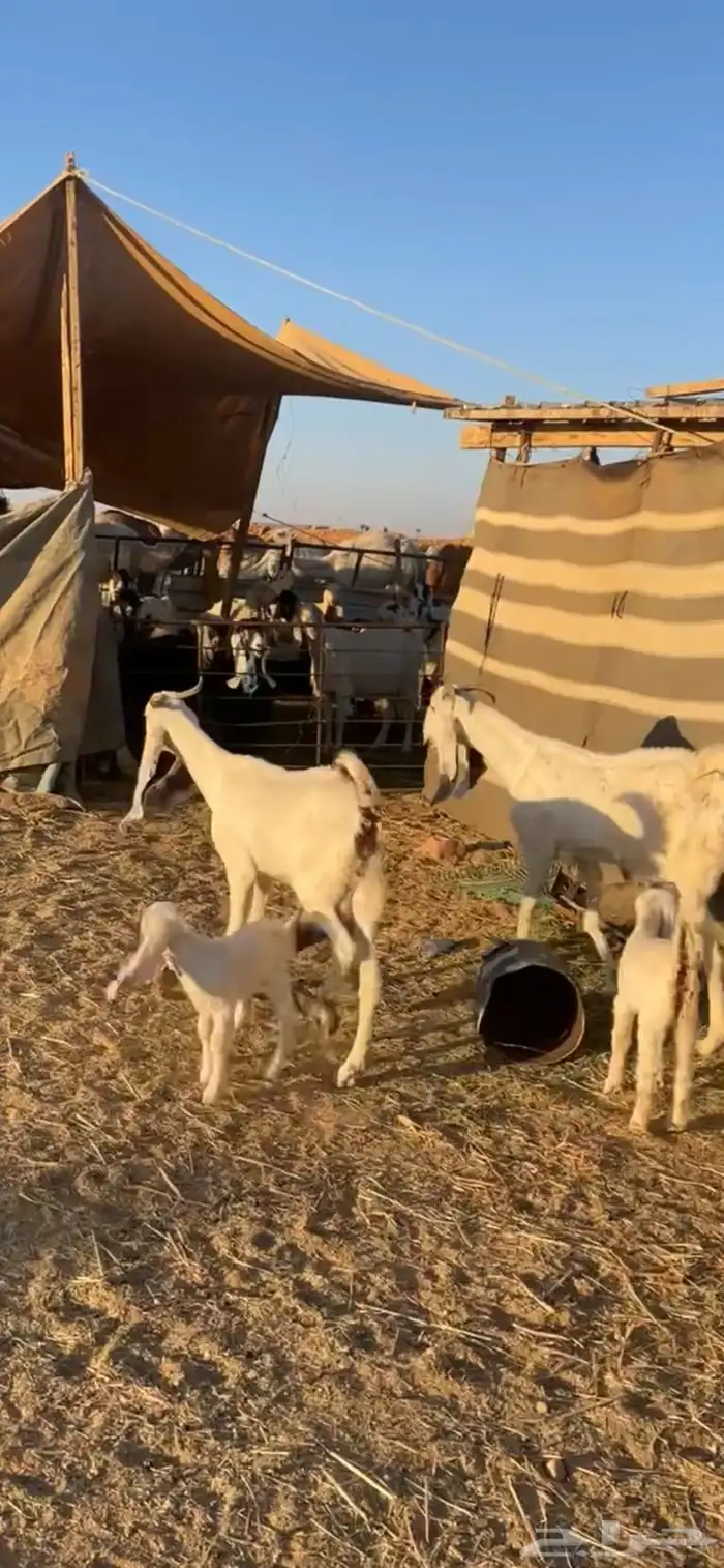 عنزين صغار سن مولده 0