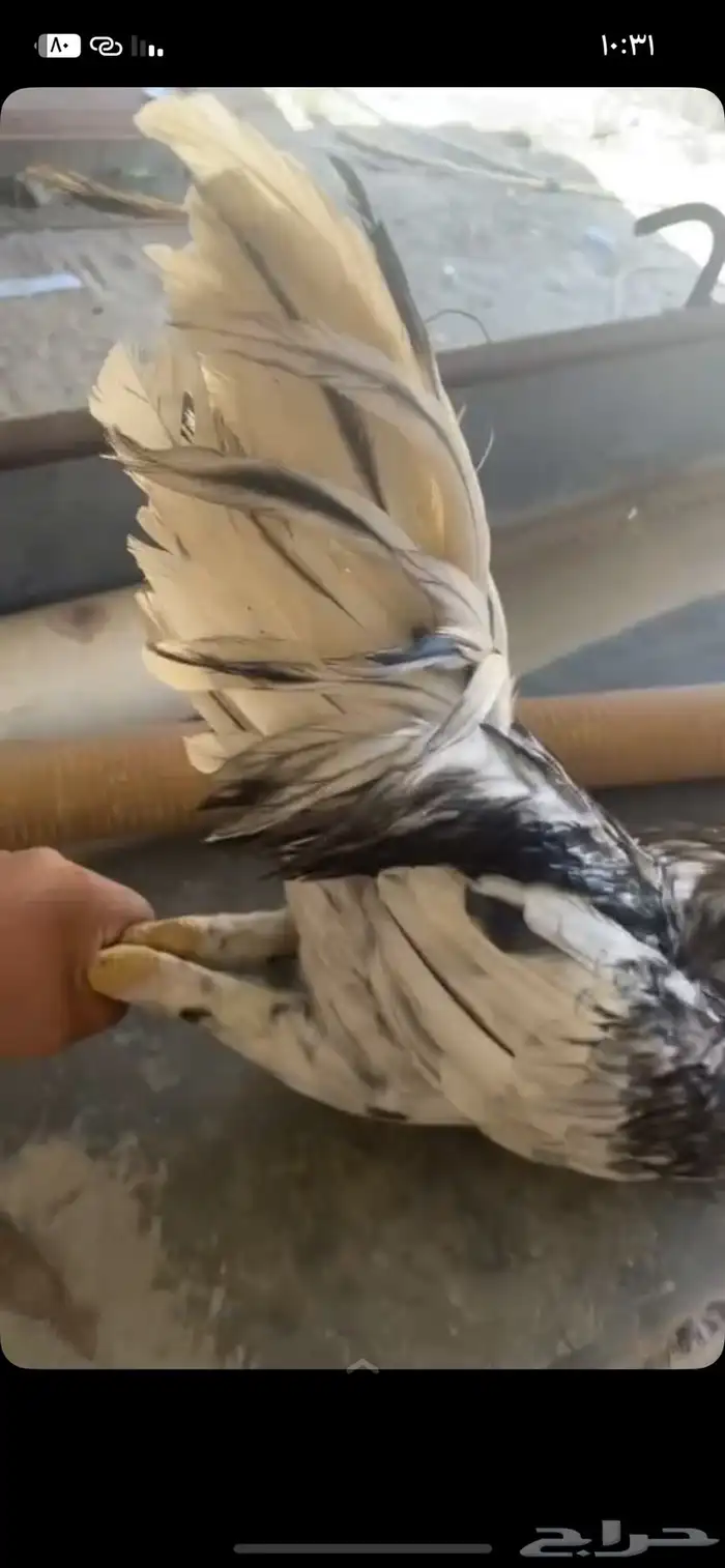 ديك بكستاني مشالله 2