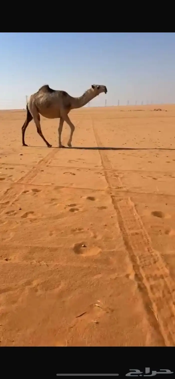 لقحه بكر لقيه تلد ان شاءالله رمانيه 0