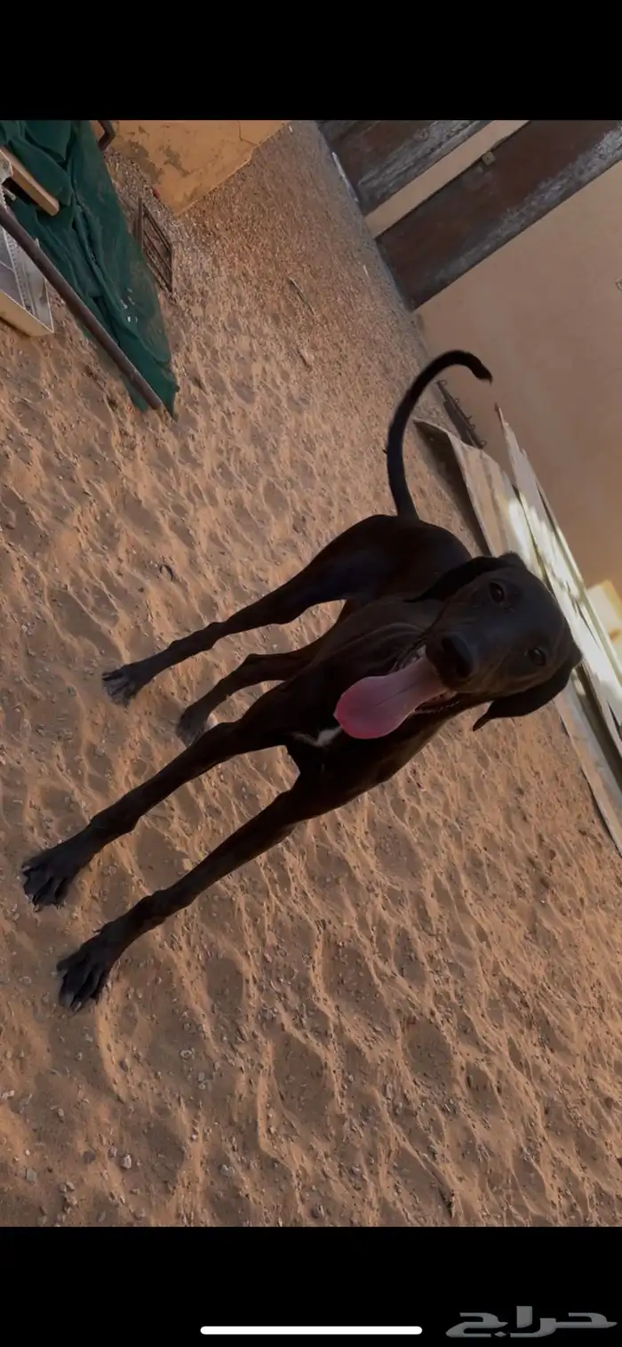 سلقه وسلوقي 1