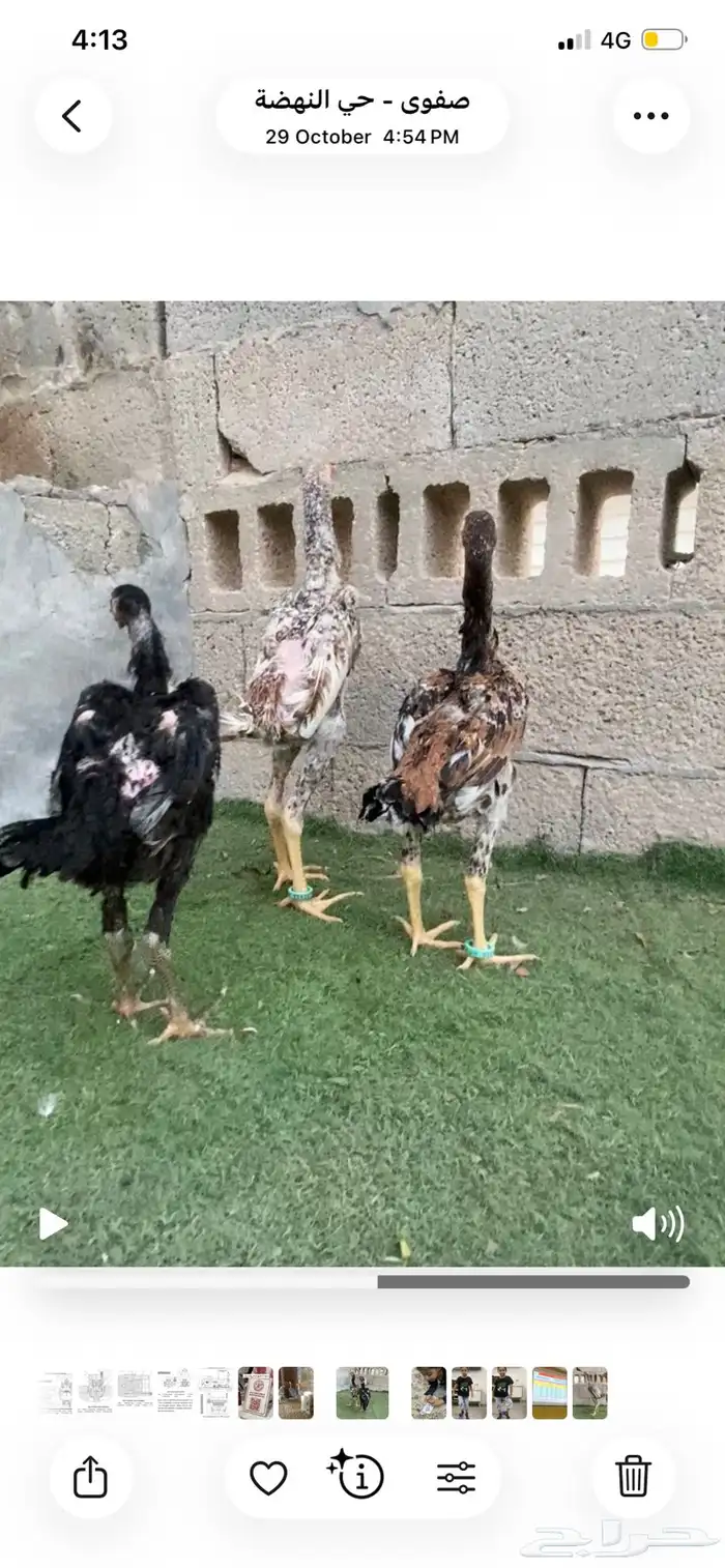 فروخ شاموا الماني 1