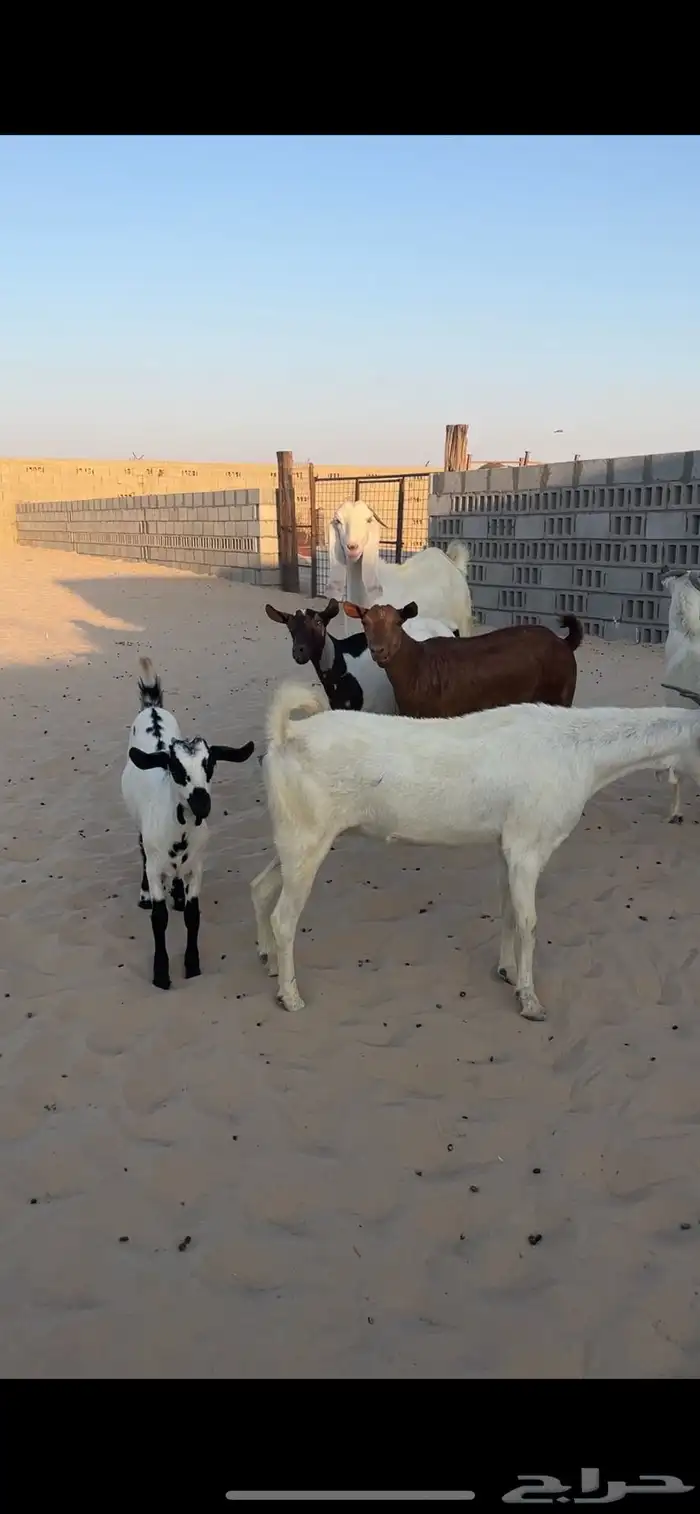 معزا مراح واحد 4