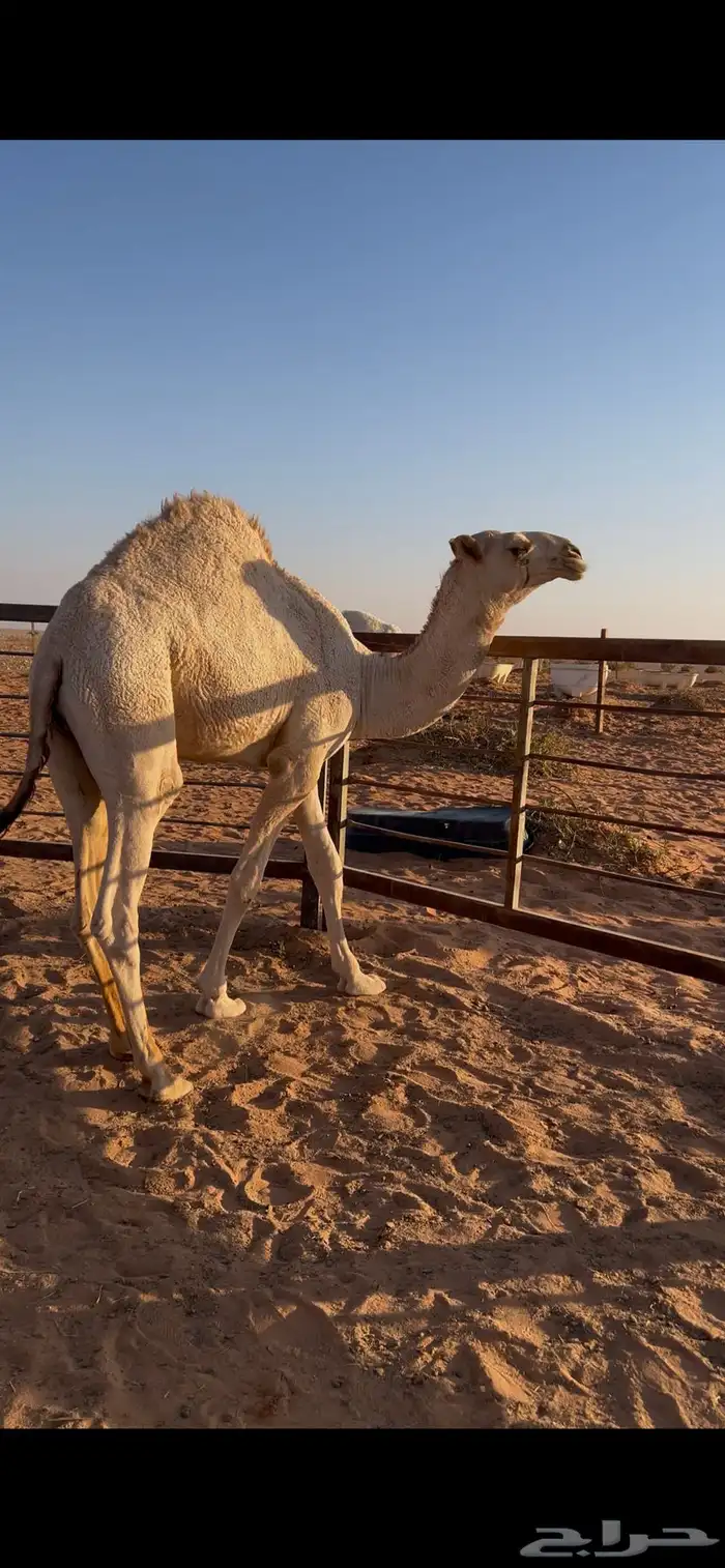 قعود للبيع 6