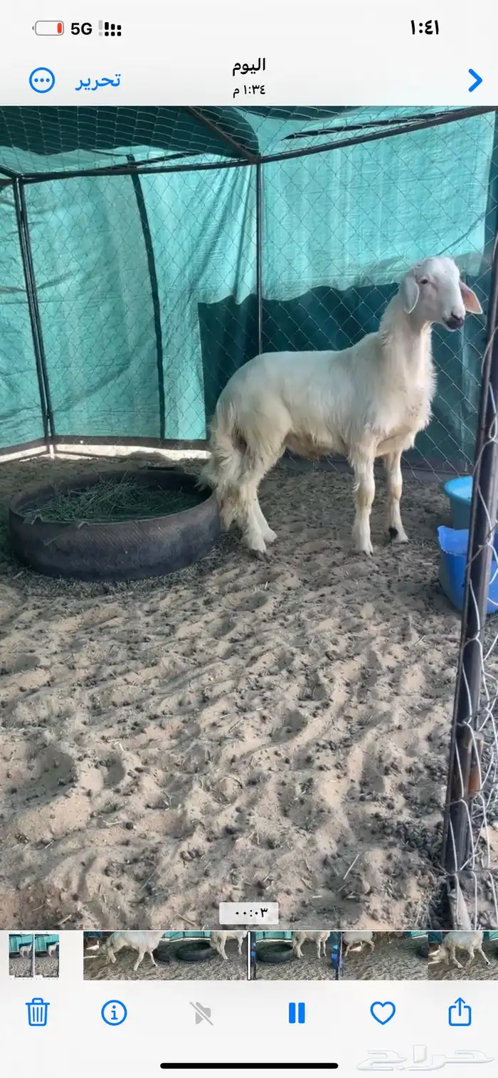 خروف اصفر شي فاخر 2