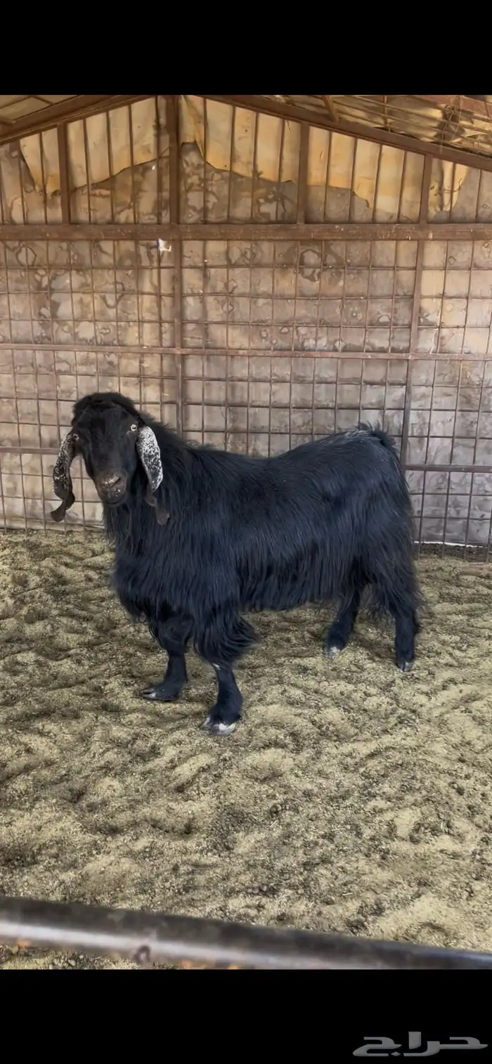 تيس فحل عربي اجم 0