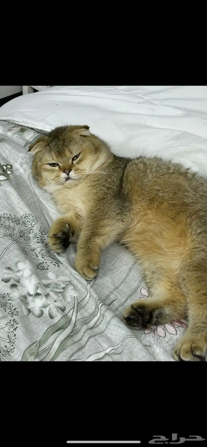 طالب تزواج لي التزواج فقط 0