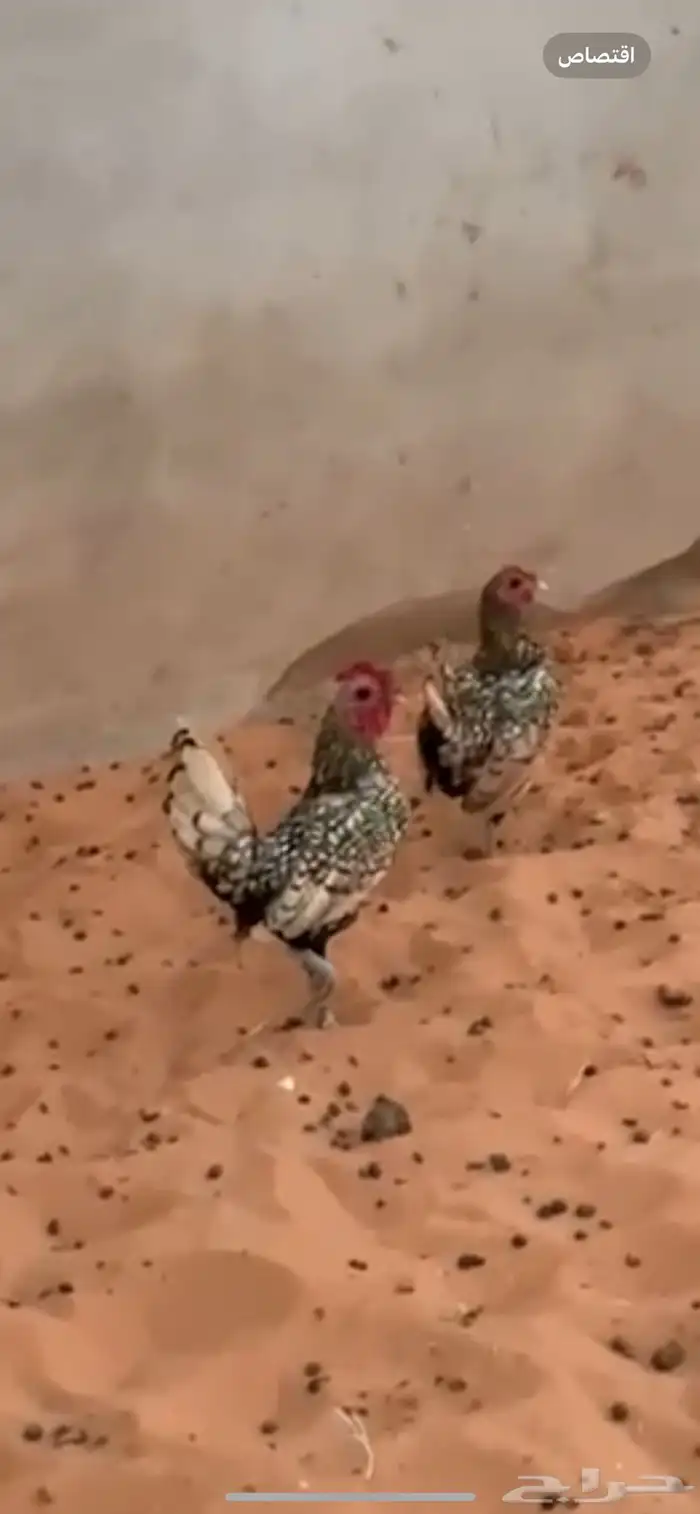 دجاج سبرايت 1