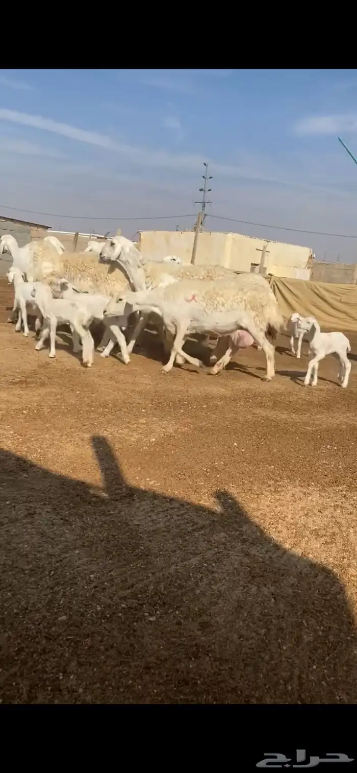 غنم حريات متابيع 1