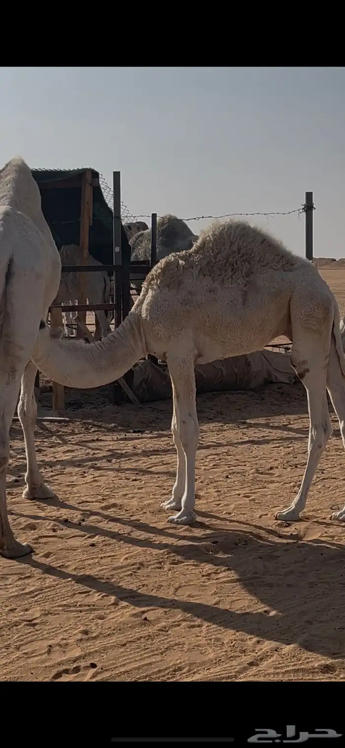 قعود 2 بريه طيبه 5