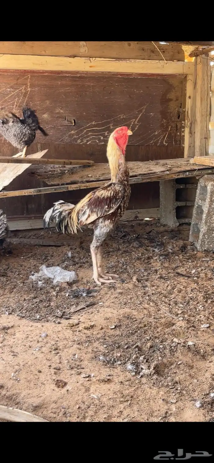 للبيع ديك فارسي الموقع الرياض ديراب 1