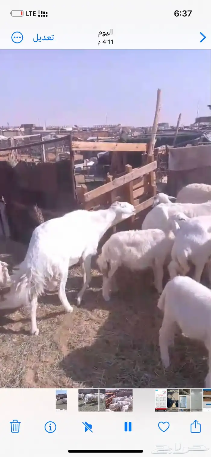 فحل حري جامع شبب مشروط من كل شي ينسف ولا ينطح 1