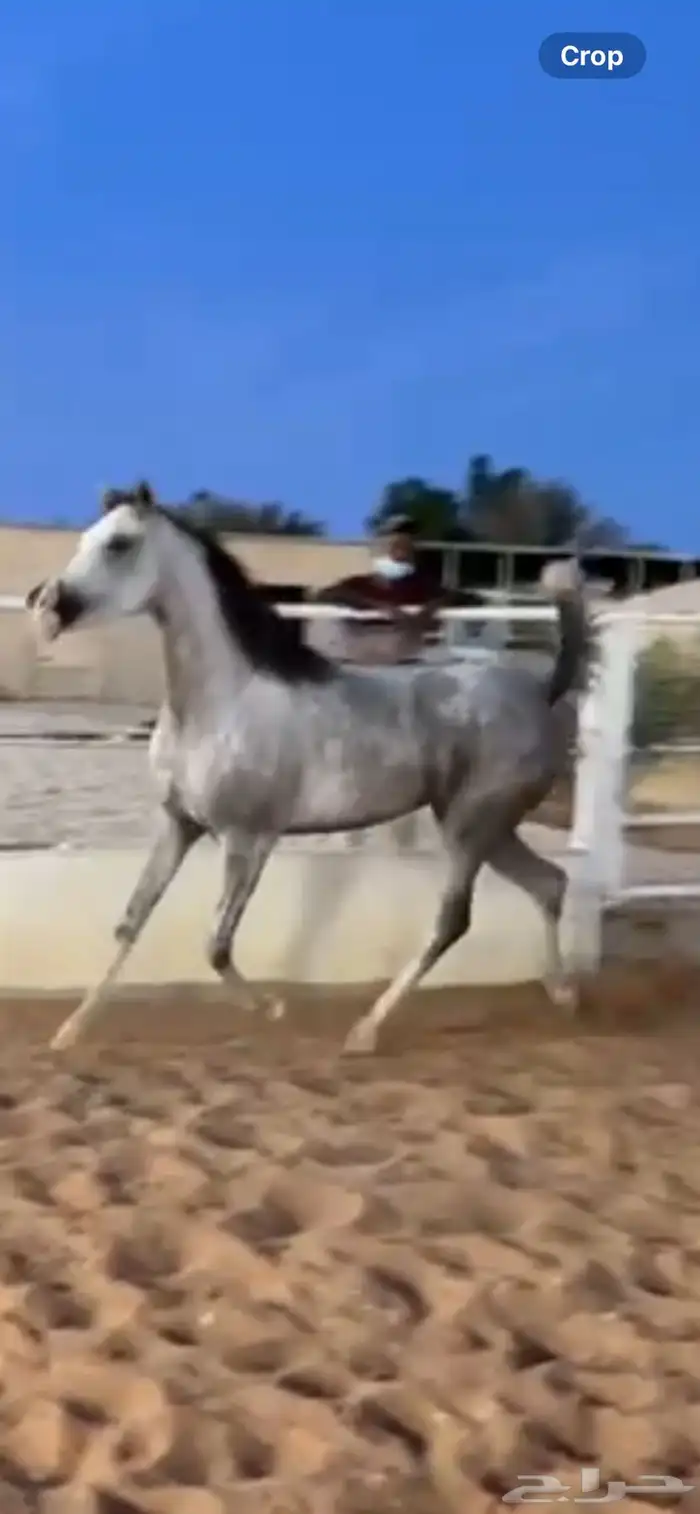 بسم الله ماشاء الله فرس ومهرتها من الفواخر 1