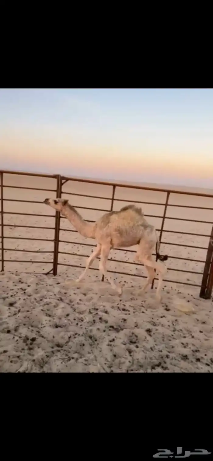 قعود للبيع 5