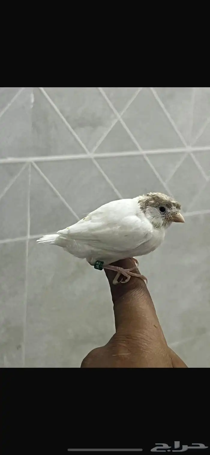 فروخ كناري سوري 4