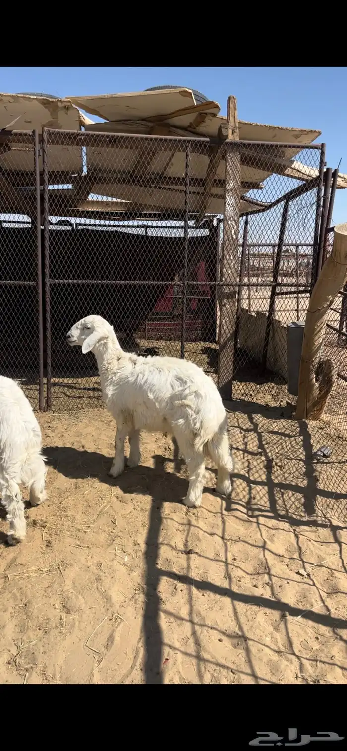 طليان كفو جدا  وبريه 2