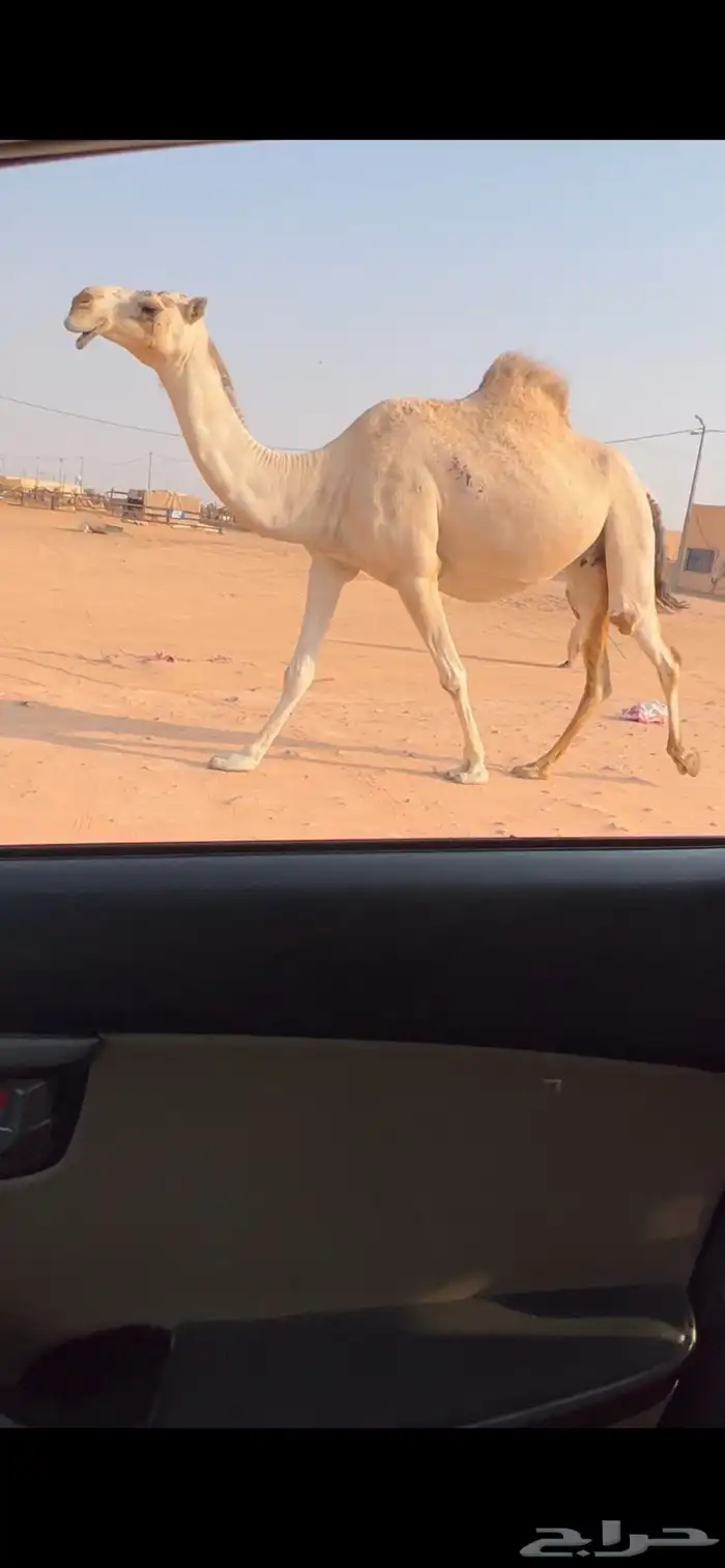 لقحه شقحا طيبه 4