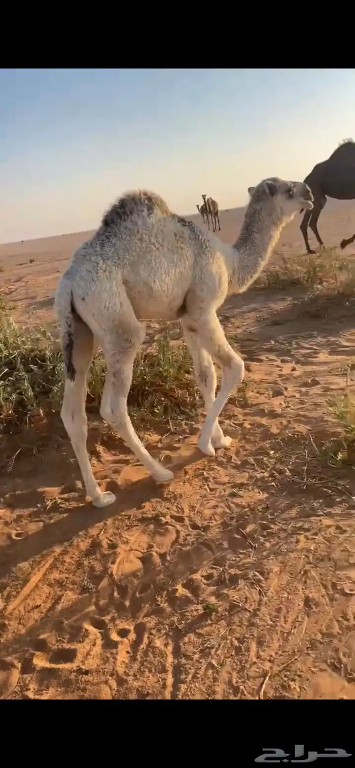 قعود للبيع عمره شهر 0