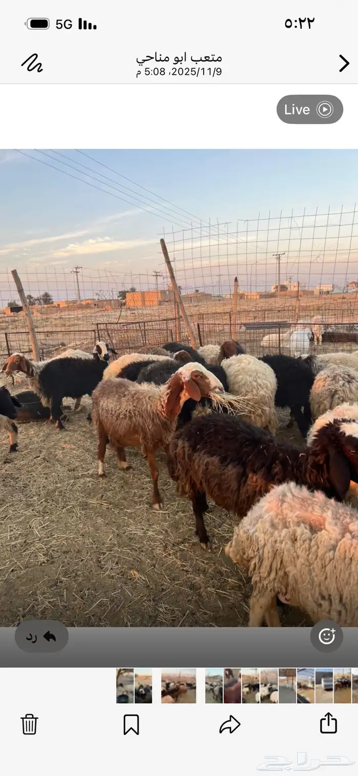 بسم الله الرحمن الرحيم غنم نعيم العدد 28 تحتها 28 خلفات 7