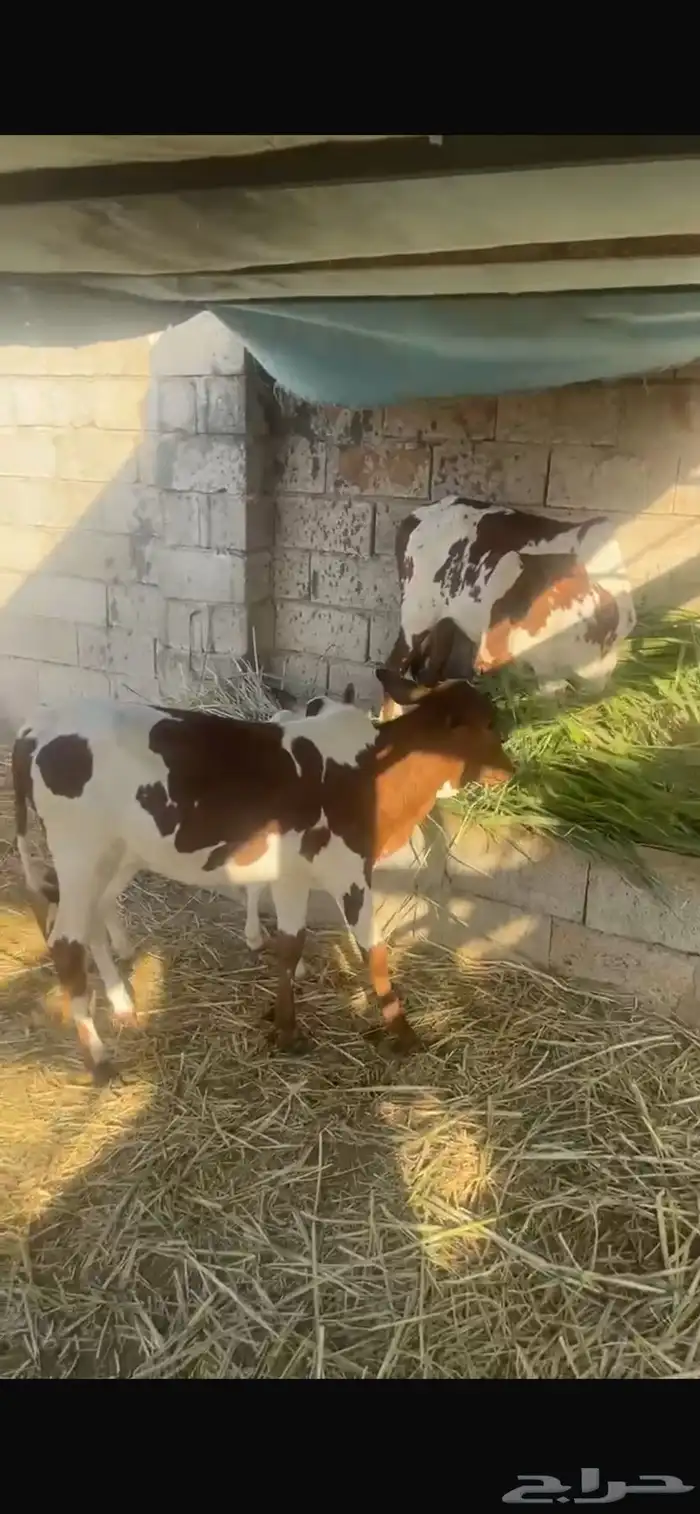 بقر للبيع 13