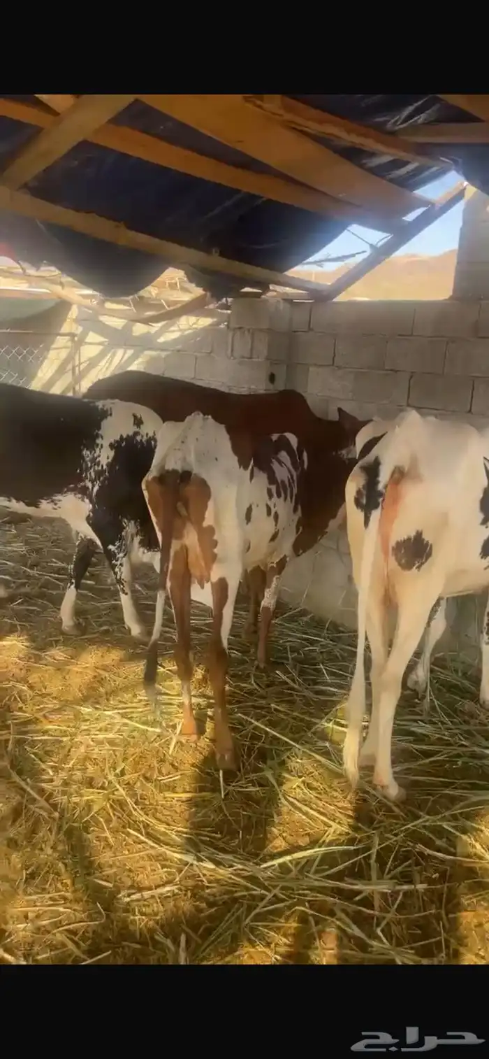 بقر للبيع 4