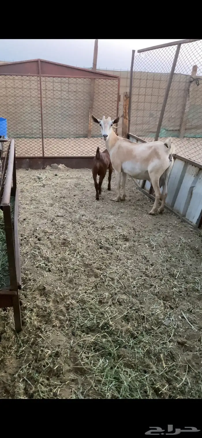 عنز جنوبيه تحتها تيس 1