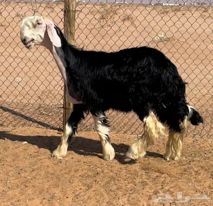 رخل نجديه خصم 0