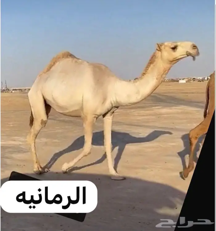 جذعه رمانيه ضروبه 1