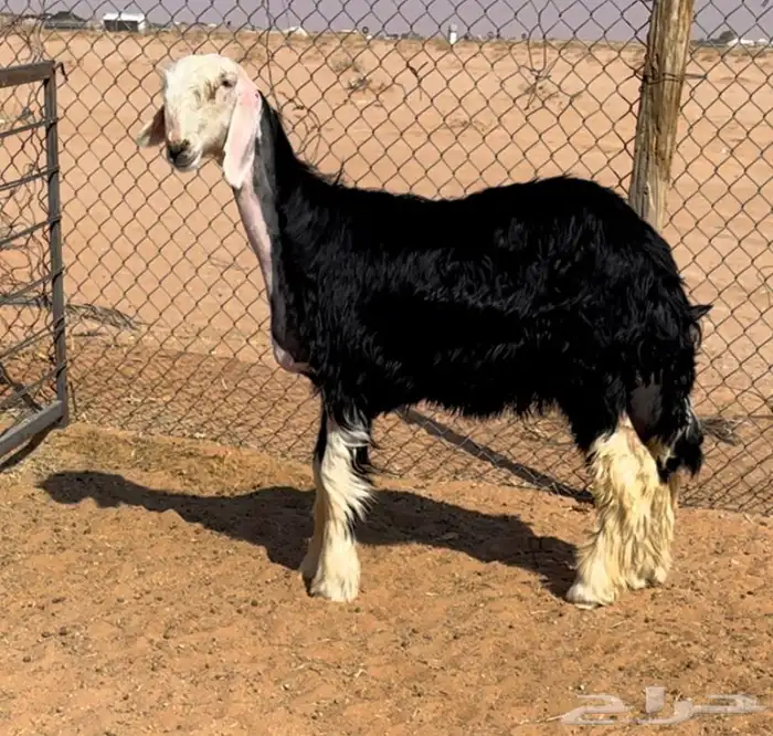 رخل نجديه خصم 3