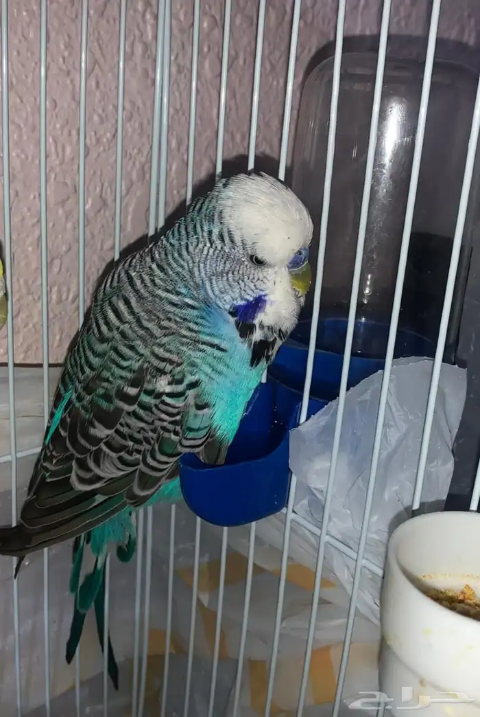 للبيع الجوز انقليزي سينمون 0