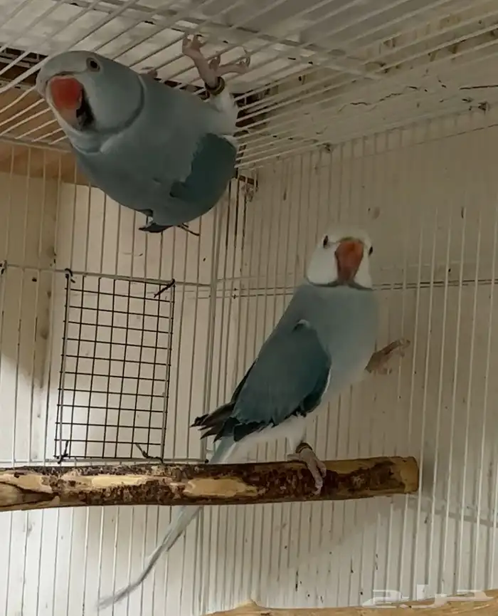 زوج ازواج دره كلير تيل 0