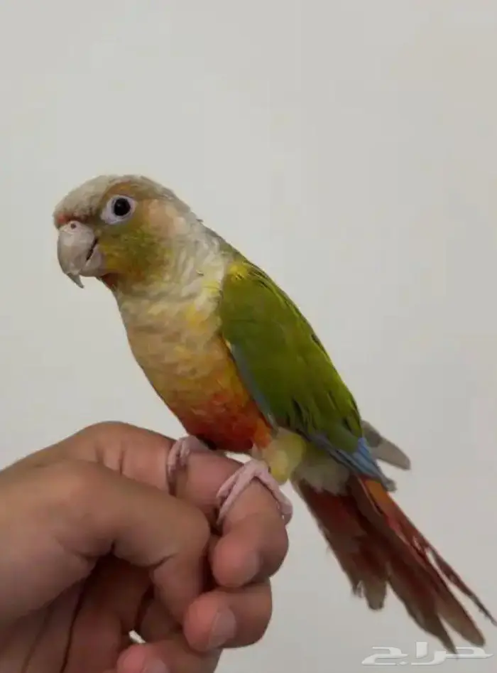 كنيور العمر 4-5 شهور 1