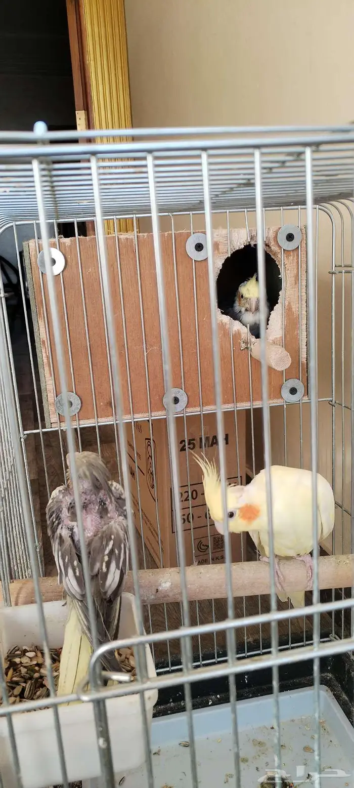 زوج كروان منتج للبيع 0