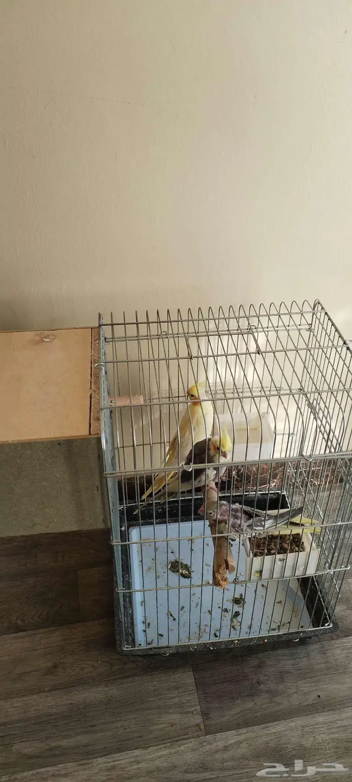 زوج كروان منتج للبيع 2