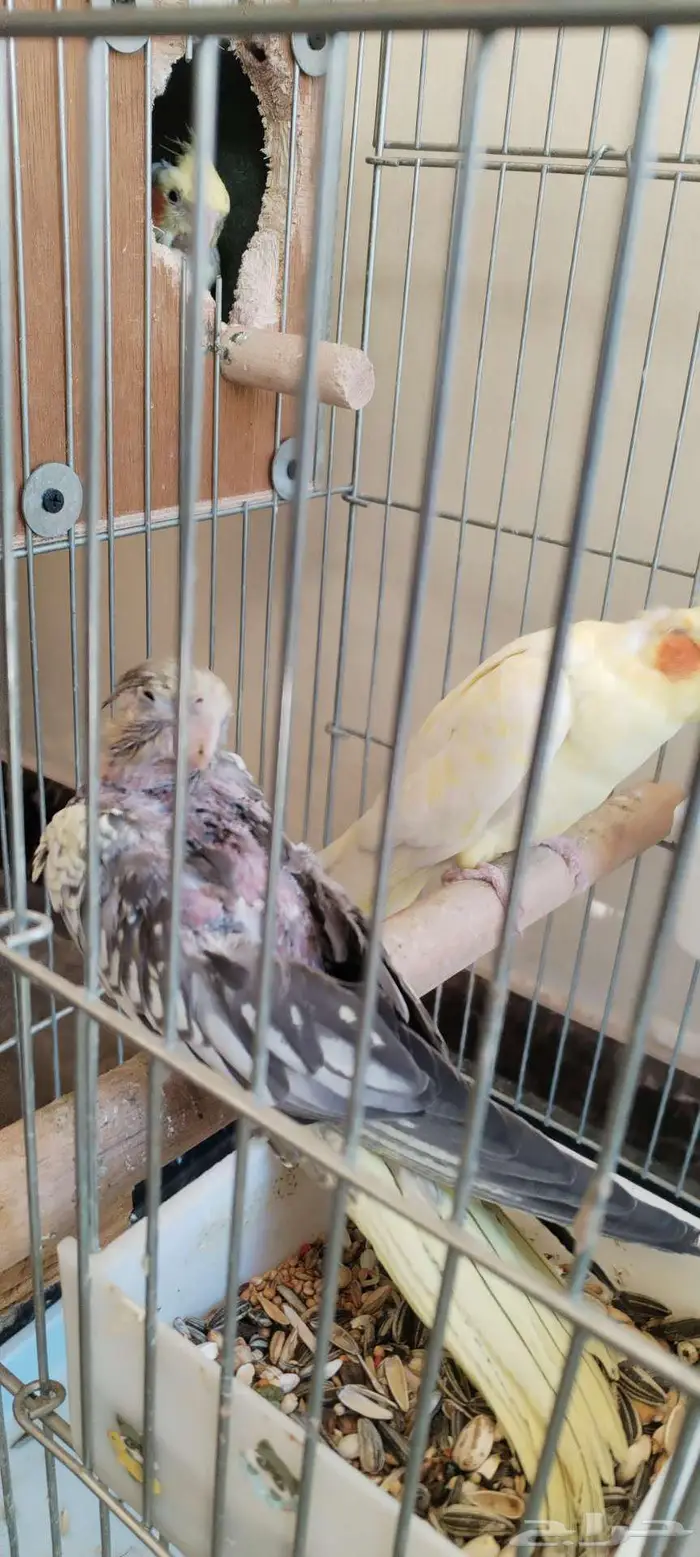 زوج كروان منتج للبيع 1